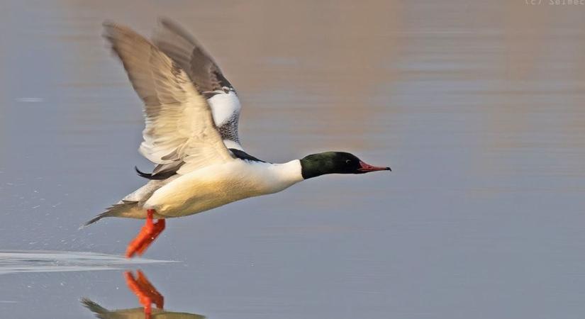 Rekordszámok a Dunán - jó hírnek tűnik, de van benne egy csavar
