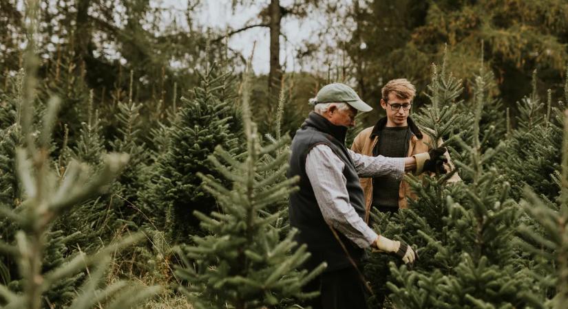 Mi alapján válasszunk fenyőt karácsonyra? Segítünk a döntésben!