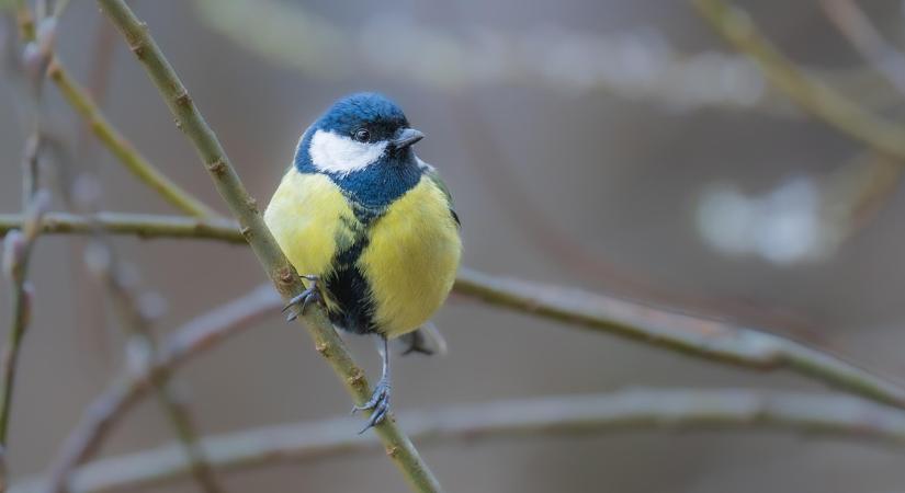 A cinegék és vörösbegyek decemberi szokásai – mit tanulhatunk belőlük?