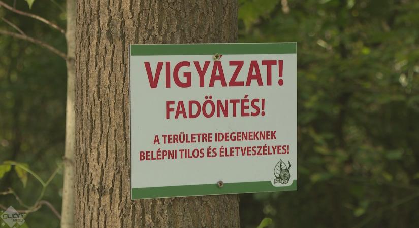 Újabb erdőrendezés kezdődik