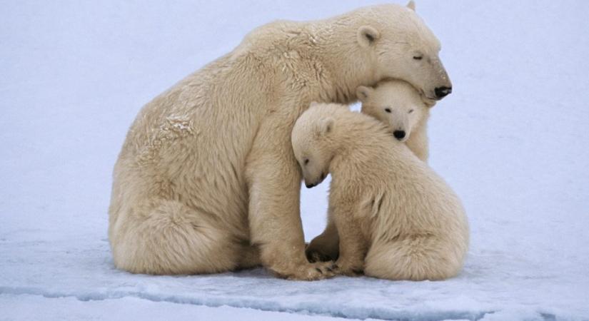 Ritka jelenséget figyeltek meg a jegesmedvéknél