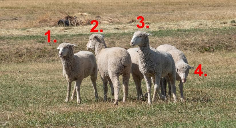 Melyik bárány a legszimpatikusabb? Ez a személyiségteszt megmutatja, hogyan viszonyul ön a hatalomhoz