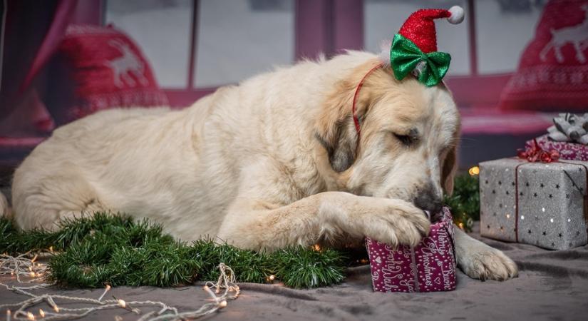 Miért pörögnek túl a házi kedvencek karácsonykor? – A cicák és kutyák adventi hiperaktivitásának tudománya
