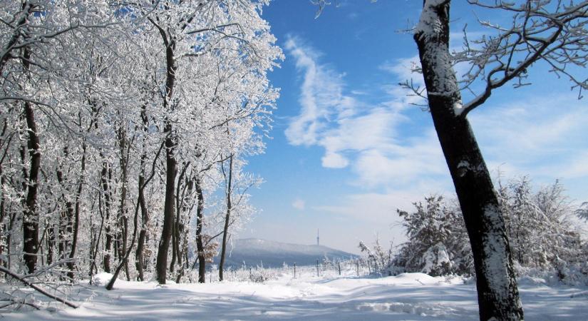 Üdvözlet az erdésztől, év végi gondolatok Ripszám Istvántól, a Mecsekerdő vezérigazgatójától