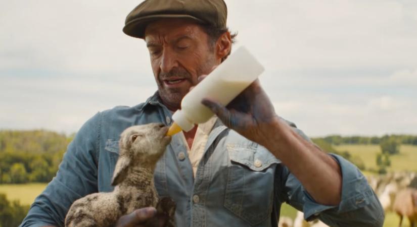 The Sheep Detectives-előzetes: Hugh Jackman egy birkapásztor, akit meggyilkolnak, ezért a beszélő állatai nyomozni kezdenek