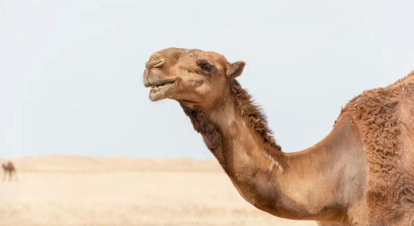 Sokkoló videó terjed: teve rúgott meg egy nőt a karácsonyi ünnepségen