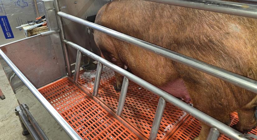 Betiltják a kocák ketreces tartását ebben az országban