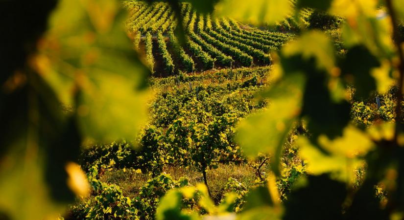 Az ukrán borászat 2026-tól áttér az európai szabványokra