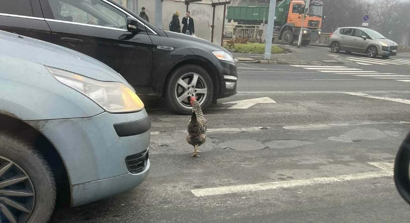 Most nem kakas, egy tyúk grasszált az autók között Szombathelyen