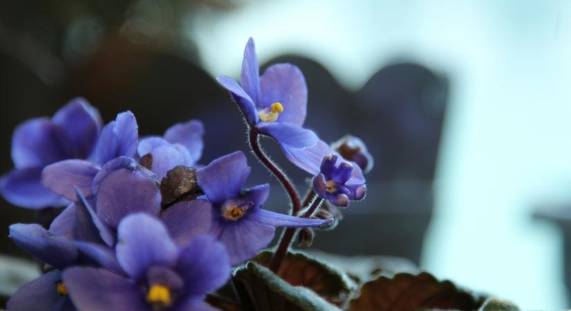 A fokföldi ibolya egyetlen hiba miatt is elszáradhat: erre kell figyelni télen is