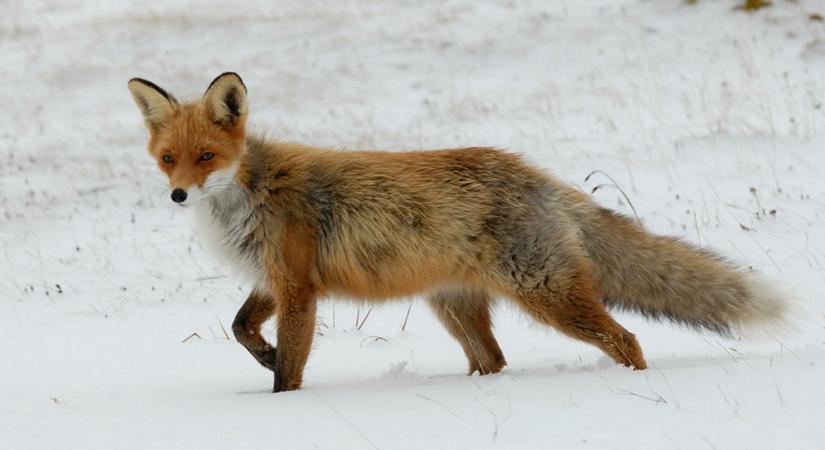 A rókák télen közelebb jönnek – okok és biztonság