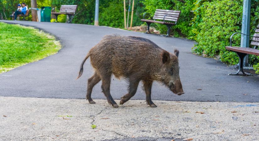 Így lehet kilőni a vadakat a magyar városokban: itt az új törvény