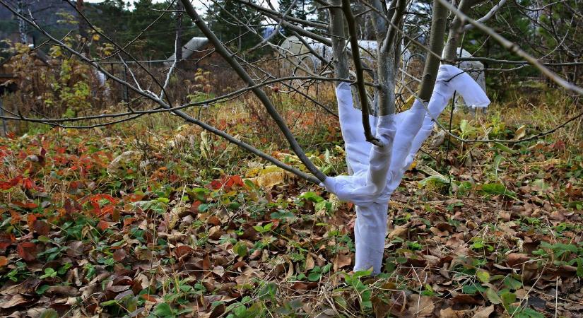 Díszfák téliesítése – mikor kell törzsvédőt használni?