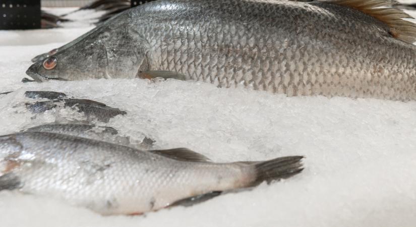 Kiderült, ezért esznek siralmasan kevés halat a magyarok