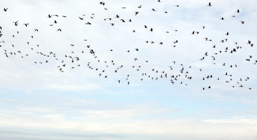 Globális világjárványra figyelmeztetnek tudósok: ebből nagy baj lehet