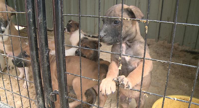 Télen sincs megállás a Kutyatár Egyesületnél