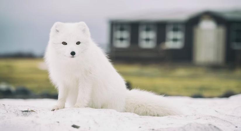 A sarki rókák beépített GPS-e – műholdas nyomkövetésből derült ki, mennyire abszurd útvonalakat járnak be