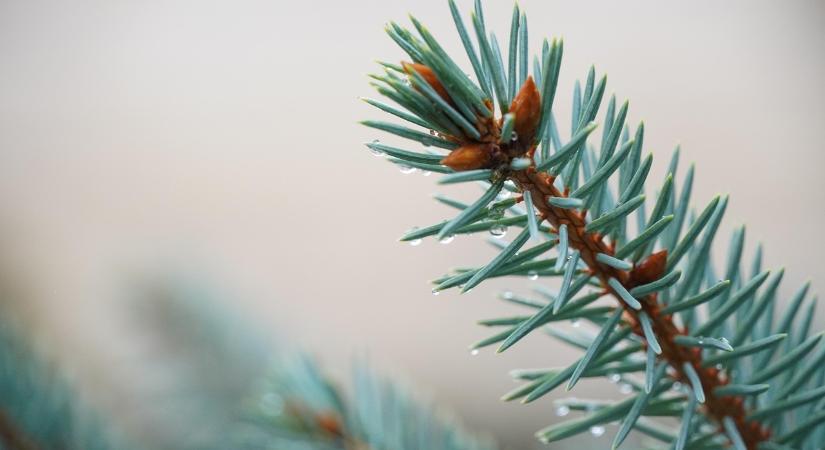 A friss fenyő nyomában – válasszunk hazait