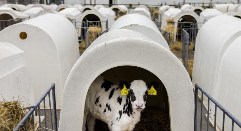 „Amit most érzel, az már a működés szaga!”