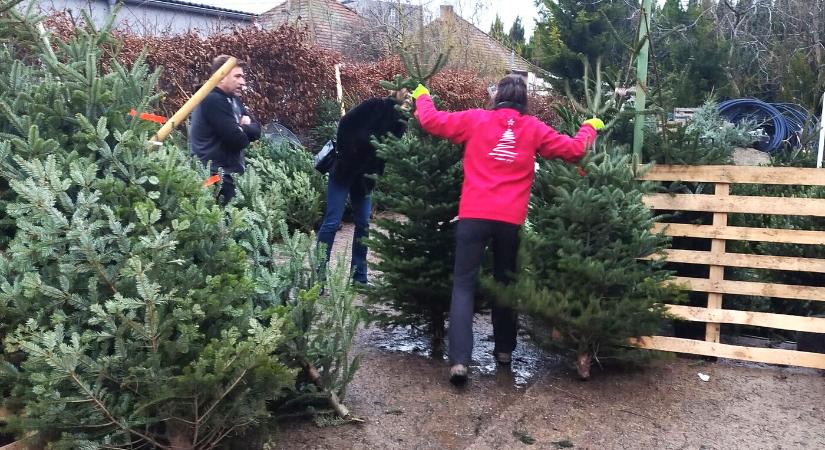 Indul a fenyővásár végső hulláma – megnéztük, milyen az egyes városok kínálata