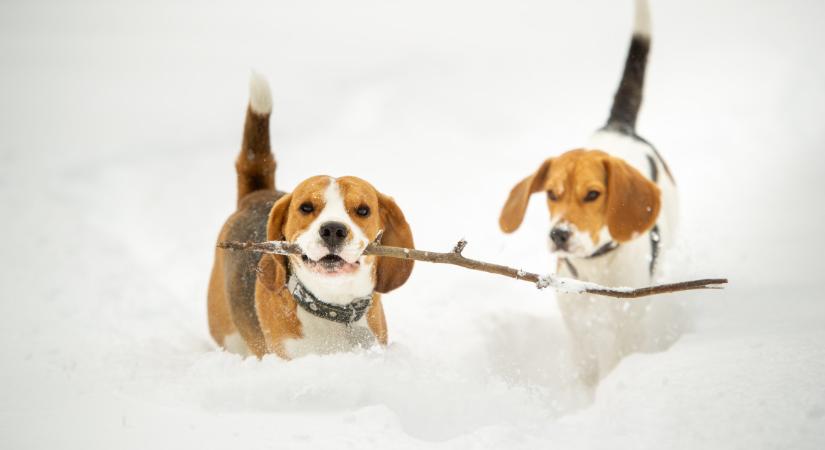 Ezt tedd, ha megfázott a kutyád a hideg időben – C-vitamin például nem szabad adni neki
