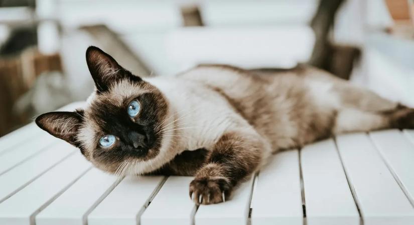 Az Amazon-futár jött, látott és vitte a macskát – videó