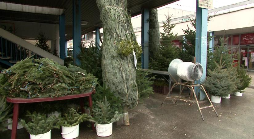 Lopják a karácsonyfákat az ünnepek előtt