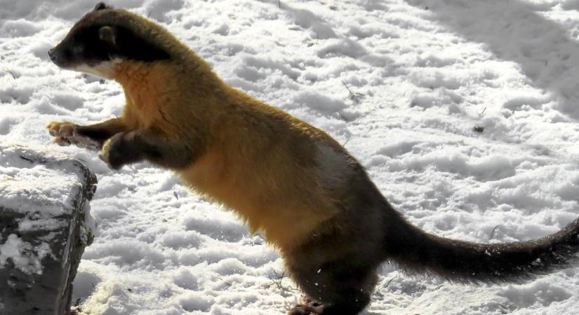 A nyestek téli útvonalai – az 5 legtipikusabb hely