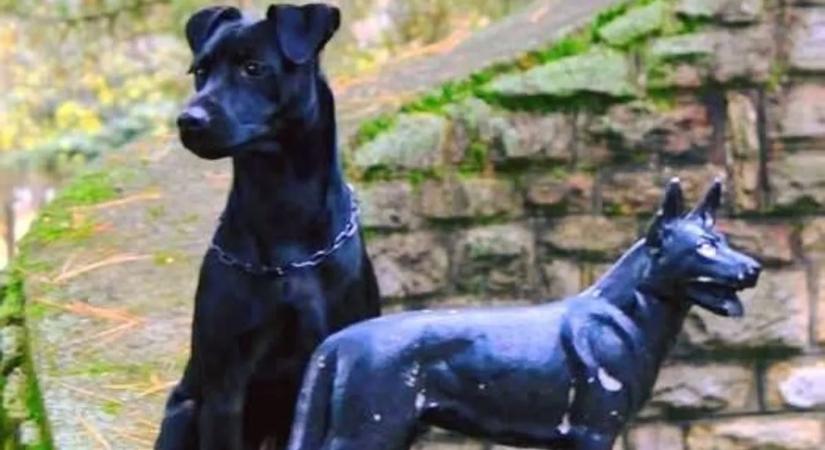 Falat nyalogatva jelez Pascal, a kábítószer-kereső kutya