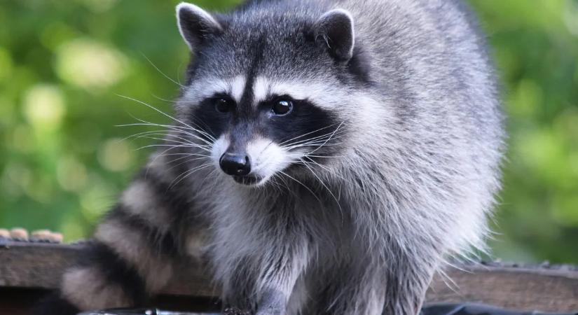 Pánik az étteremben: mosómedve zuhant egy vendég nyakába