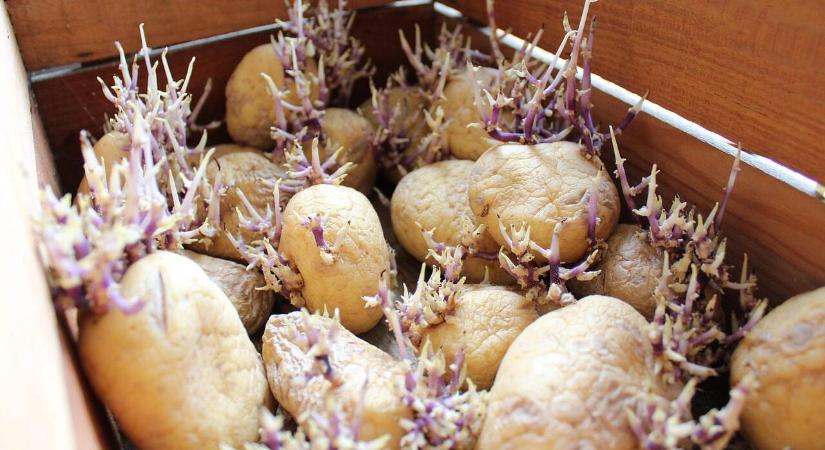 Miként előzhető meg a betárolt burgonyagumó csírázása?