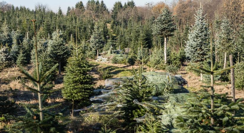 Fenyőfaválasztás körüli mizériák – számos tévhitet cáfol az ökológus