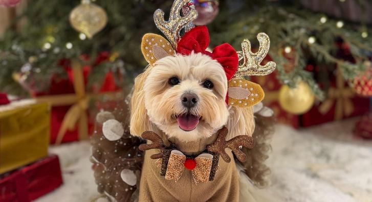 Aranyos jelmezes kutyák lepték el a közösségi médiát karácsony előtt