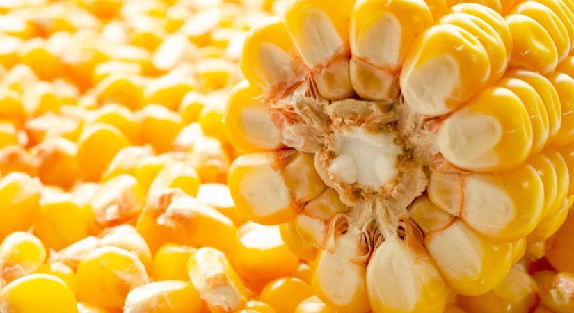 Prémium hibridkukoricák a hazai klimatikus viszonyokra nemesítve