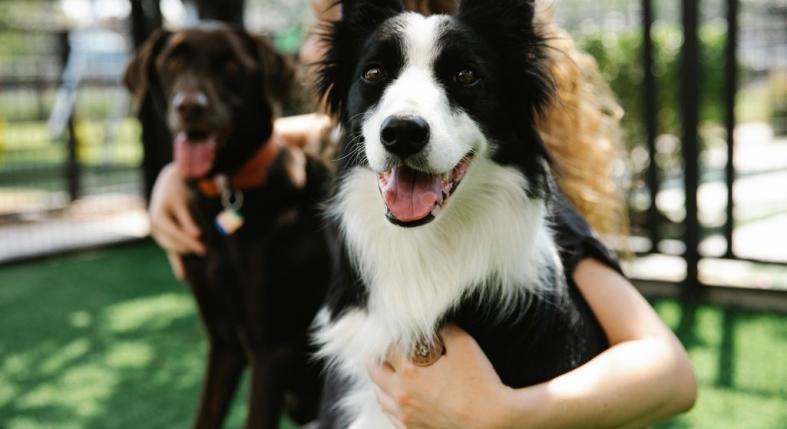 Féltékeny a kutya a másik kutyára vagy a gyerekre? Ez zajlik benne valójában