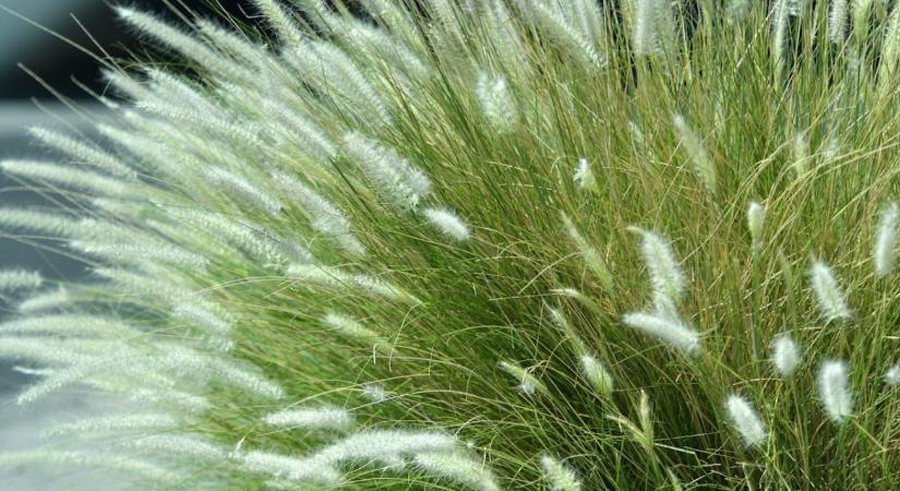 Díszfüvek téli kezelése – mitől barnulnak meg idő előtt?