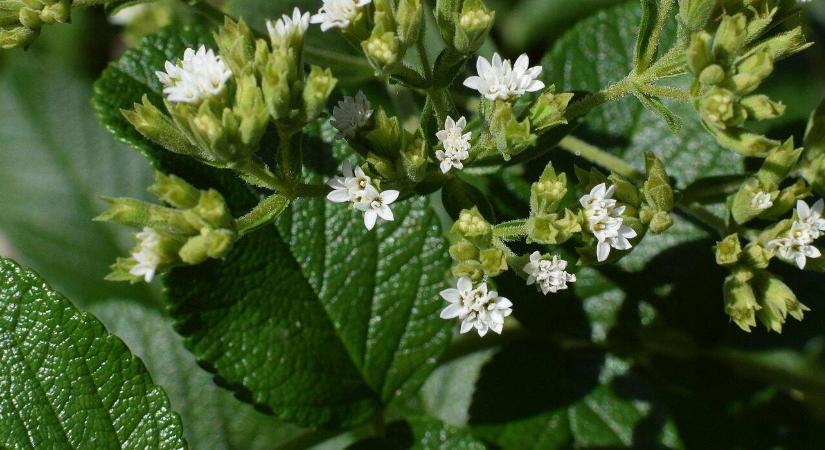 A stevia kora lejárt? Új édesítők jönnek