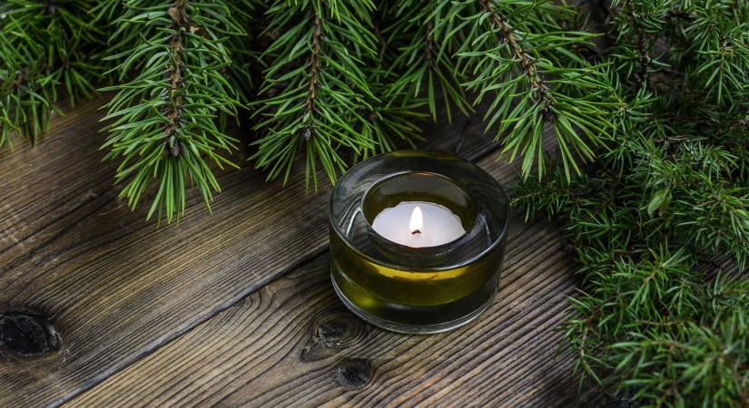 Cserepes karácsonyfa: mely fajták élik túl az ünnepeket?