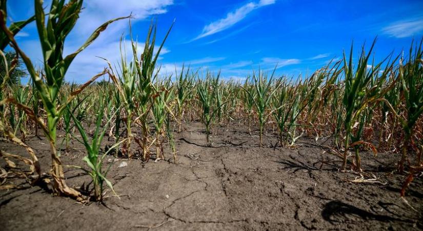 Kártevők lephetik el a fél országot: nagy a baj az Alföldön