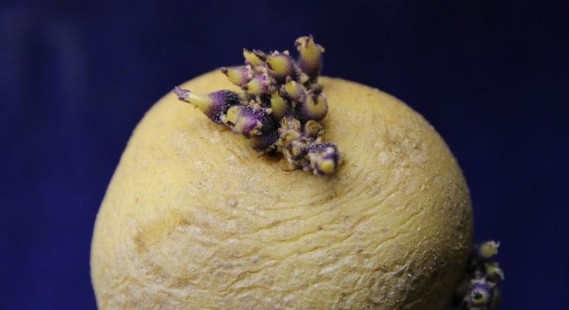 Így előzheted meg, hogy kicsírázzon a krumpli – egy kertészmérnök tanácsai