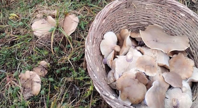 Karácsony előtt szedtek gombát Zalában, milyen lehet?