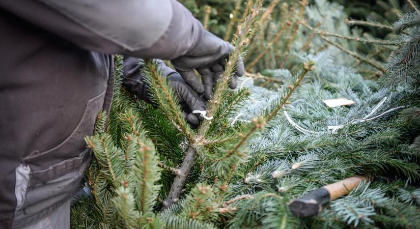 Lopják a karácsonyfát, kamerákkal és éjjeli őrökkel védekeznek az árusok