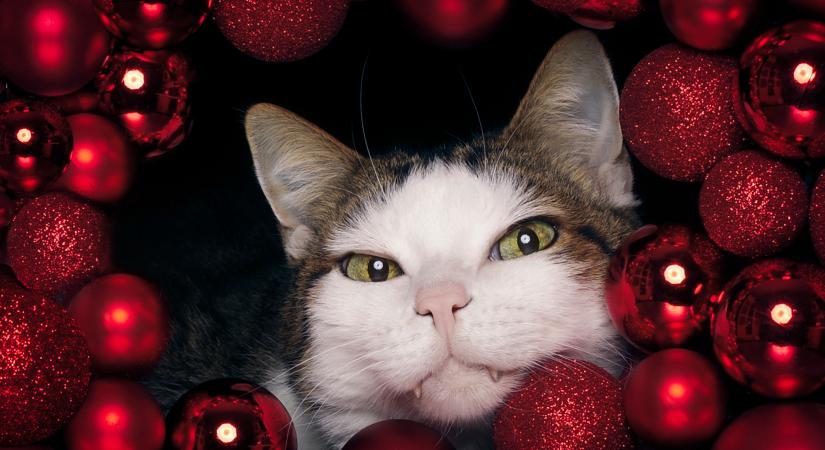 Így készíthetsz varázslatos ünnepi képeket a cicádról