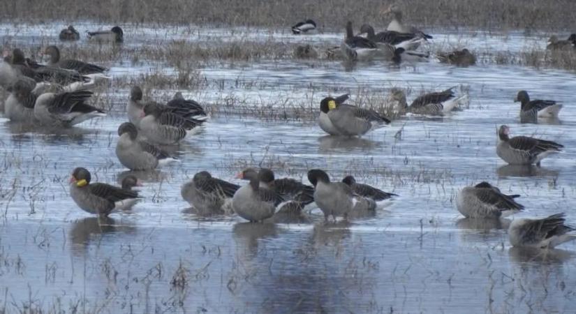Vadlibák támadtak rá egy nőre, súlyos sérülésekkel került kórházba