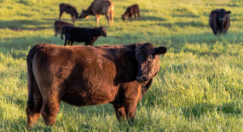 Nagy a baj: itt már a hadsereg segítségére van szükség a járvány miatt