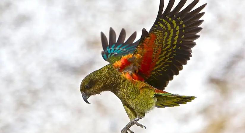 Ritka madár érkezett a Szegedi Vadasparkba (videó)