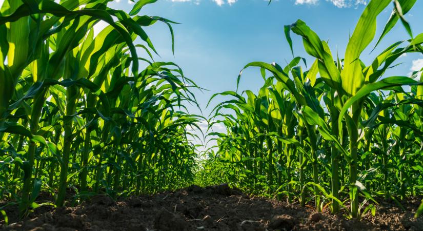 Megjött a jelentés: ez most rendesen felfogathatja a gabonapiacot