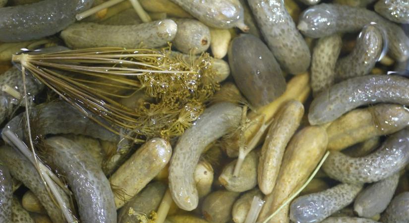 Borbíró Bíborka versei