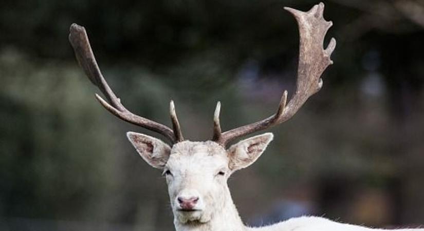 Ritka találkozás a természetben: csodaszarvast videóztak az Őrségben