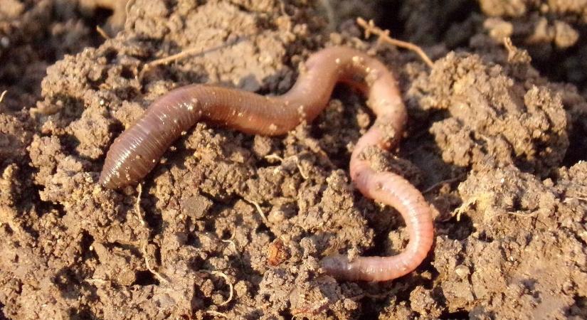 Biogazdálkodás mellett tényleg nem lesz több humusz a talajban?